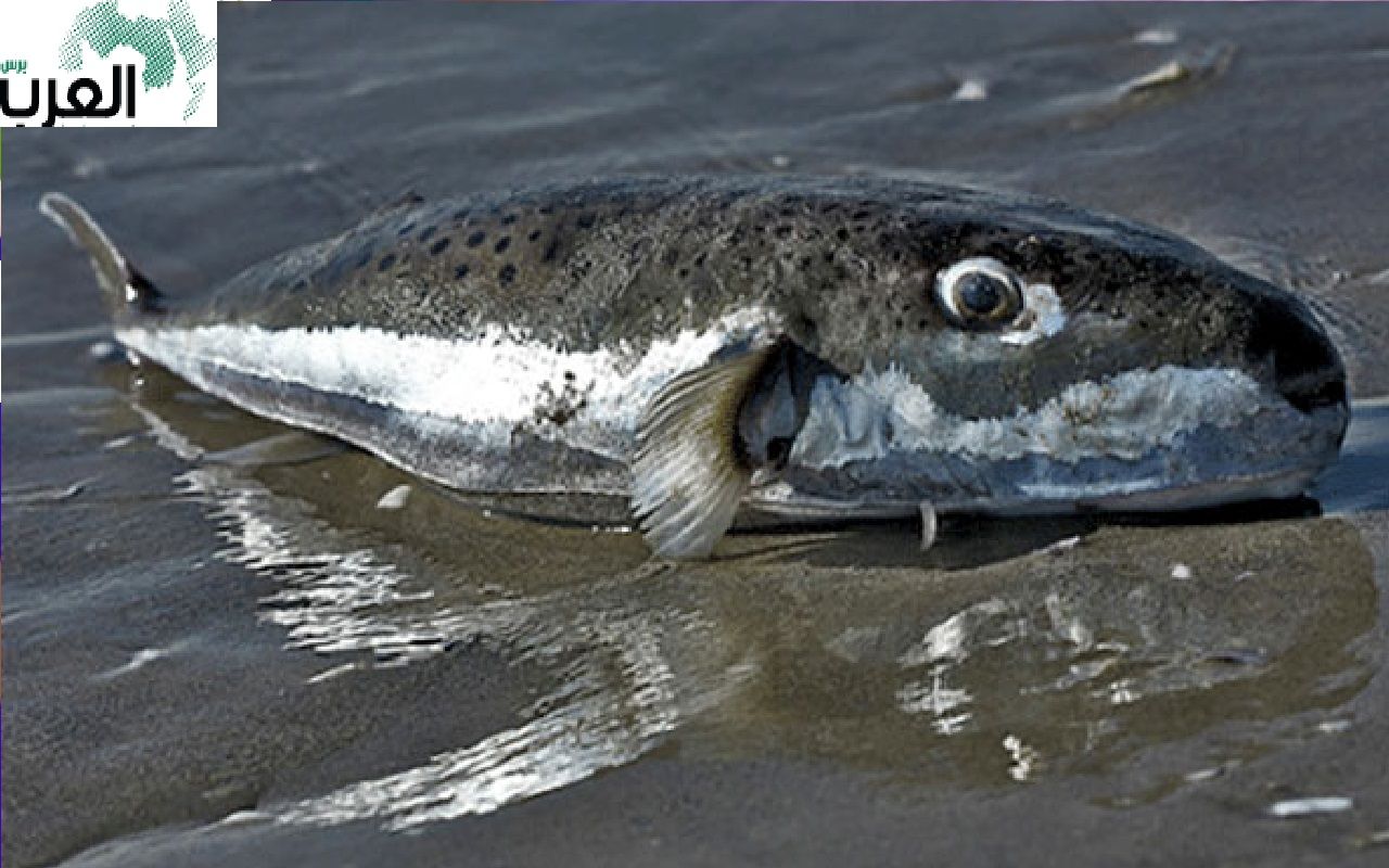 تنبيه عاجل ظهور سمكة في الاسواق تسبب التسمم والوفاة في الحال !! شاهدها بالصور
