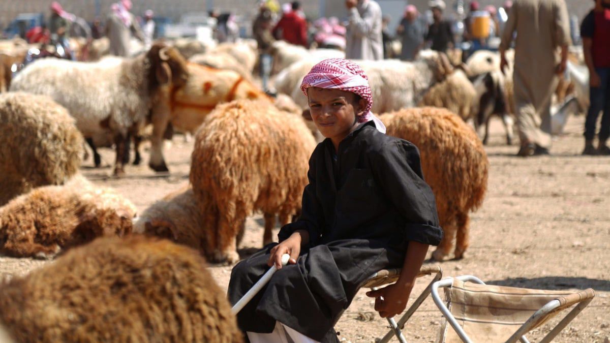 التجار يفاجئون السوريين.. خروف الأضحية بسعر "خيالي"