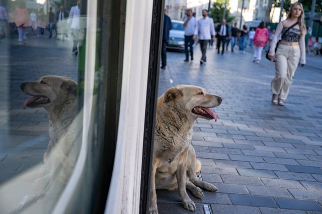 انقسام حول إعدامها.. ملايين الكلاب الضالة تثير الرعب في تركيا