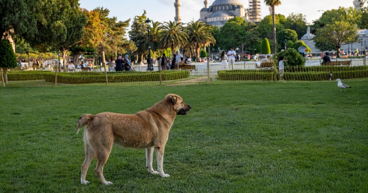 انقسام حول إعدامها.. ملايين الكلاب الضالة تثير الرعب في تركيا
