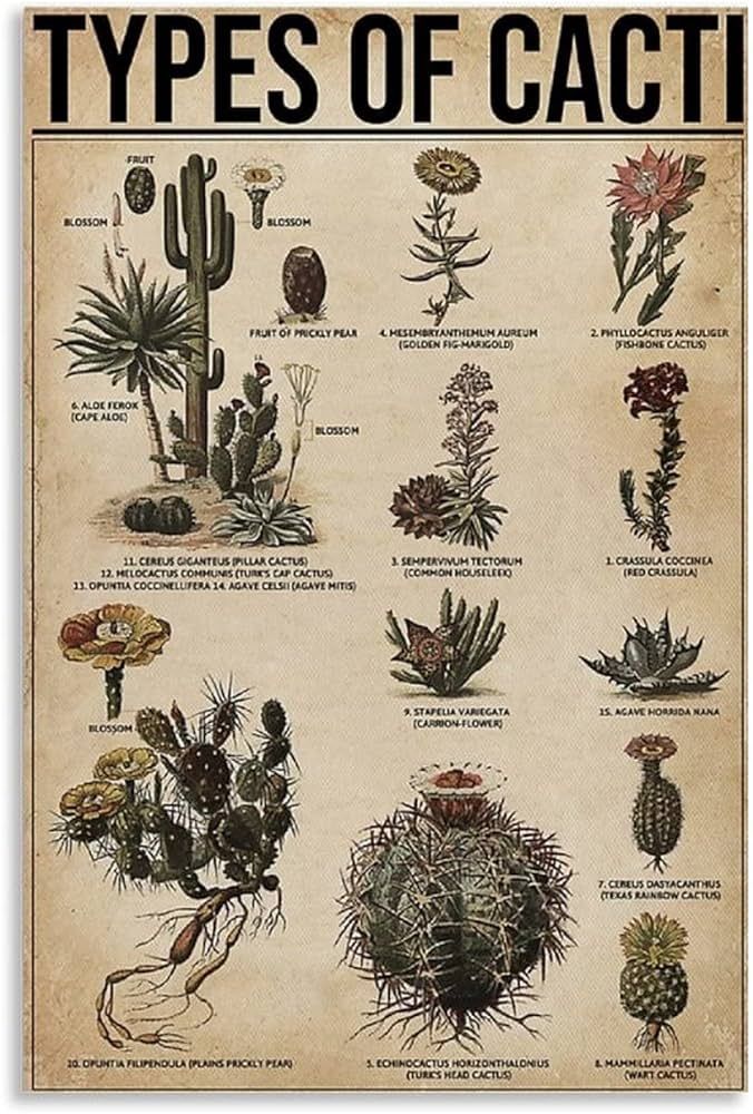 نبات الصبار وفوائده المتعددة وكيفيه الاعتناء به