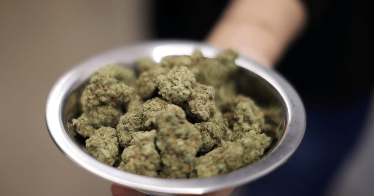 المغرب.. بدء بيع منتجات صيدلانية مصنعة من القنب الهندي