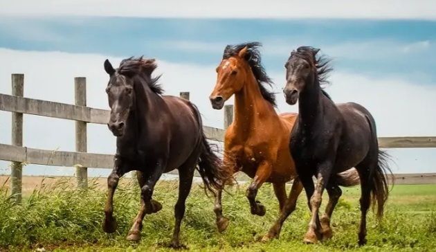 الخيول بأنواعها المختلفة ومميزاتها وخصائصها المختلفة