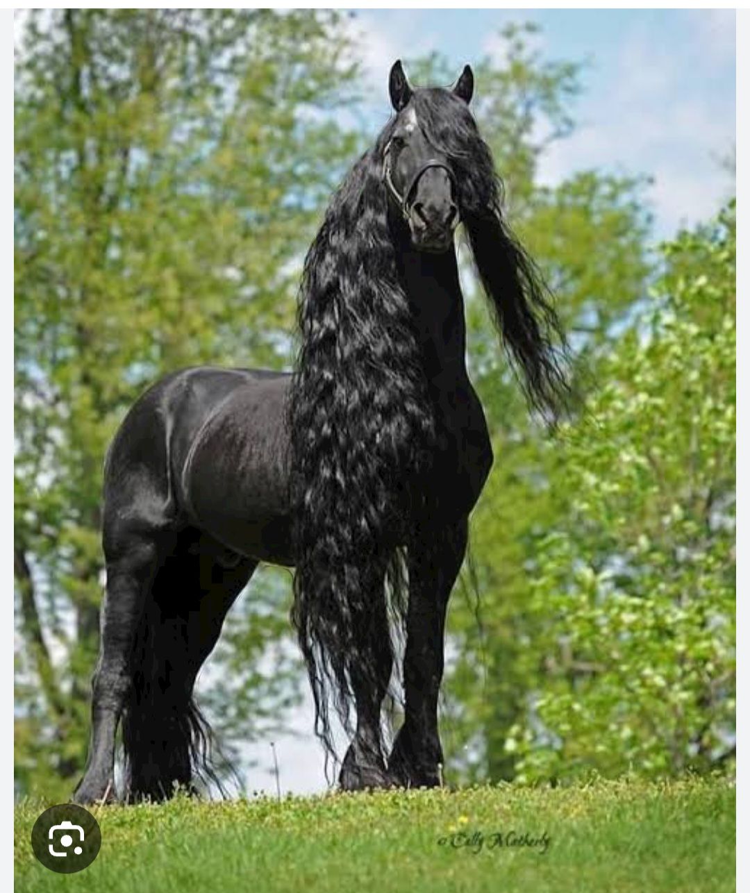 الخيول بأنواعها المختلفة ومميزاتها وخصائصها المختلفة