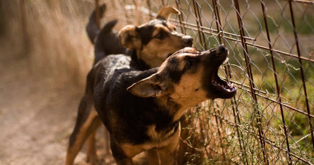 تونس.. وفاة رجل في هجوم كلاب ضالة