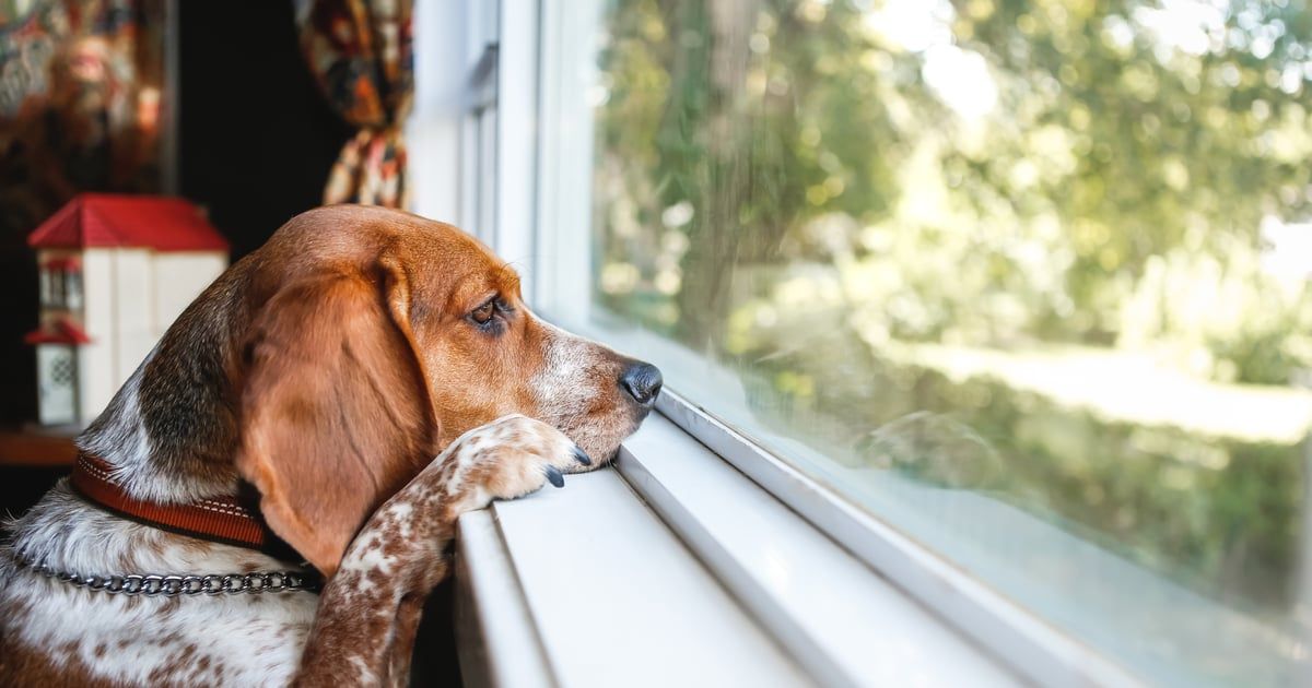 حكم تاريخي.. تغريم شركة لتربية الكلاب 35 مليون دولار