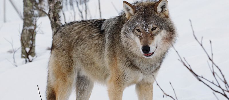 الذئاب انواع الذئاب وسلوكها الاجتماعي وكيفية تغذيتها