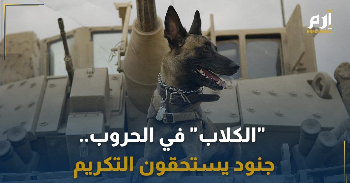 "الكلاب" في الحروب.. جنود يستحقون التكريم