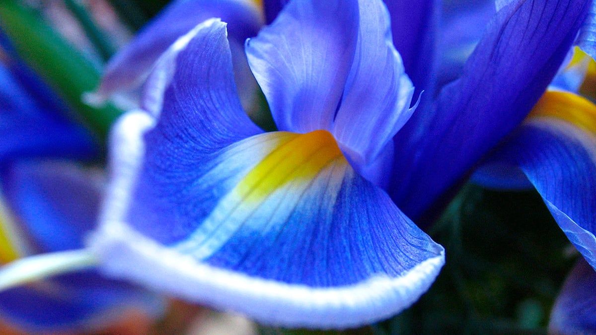 دعوات سورية لإنقاذ "السوسن الدمشقي" من الانقراض