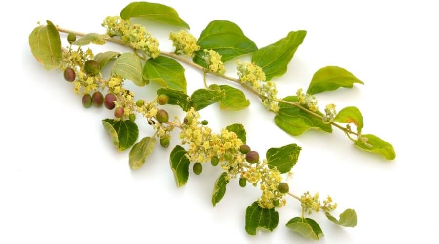 السدر فوائد سحرية لأوراق السدر وطرق زراعته