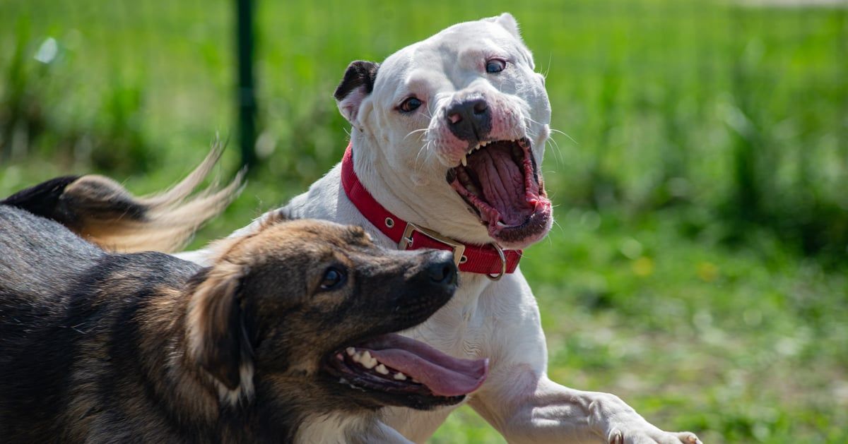 كلب "خطير" ينهي حياة صاحبته في عيد ميلادها