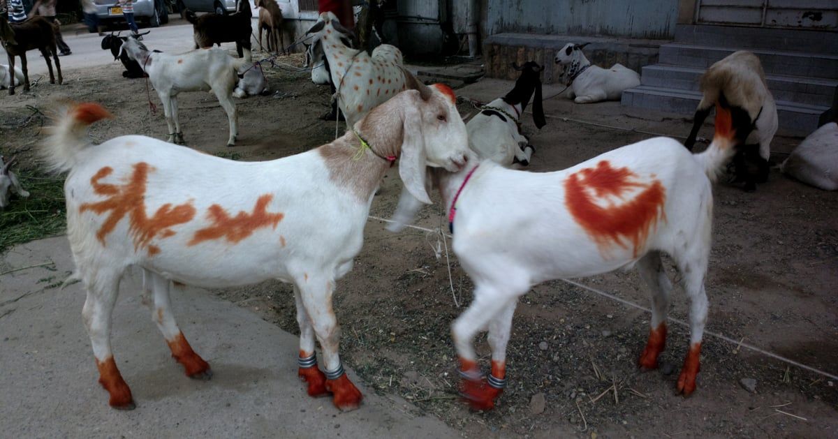 ارتفاع صاروخي في أسعار أضاحي العيد بالمغرب.. ما السر؟‎