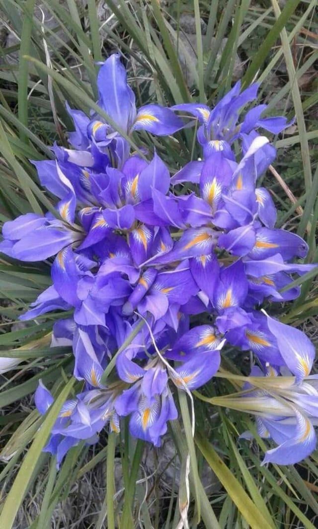 دعوات سورية لإنقاذ "السوسن الدمشقي" من الانقراض