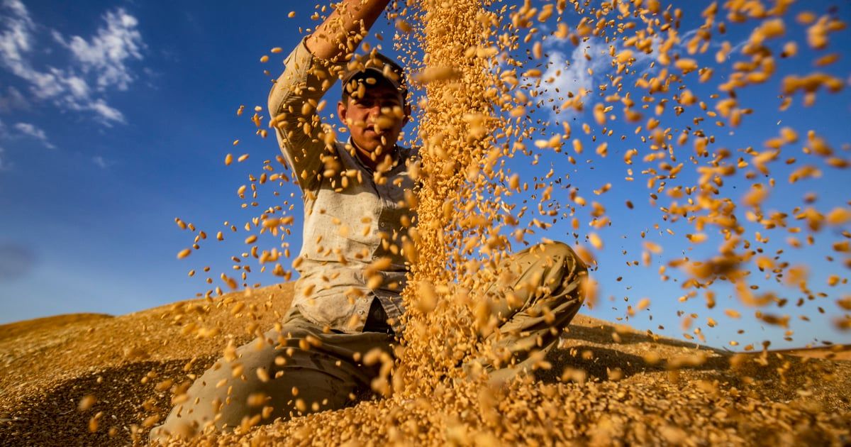 الفاو: ارتفاع أسعار الغذاء العالمية للشهر الثالث في مايو