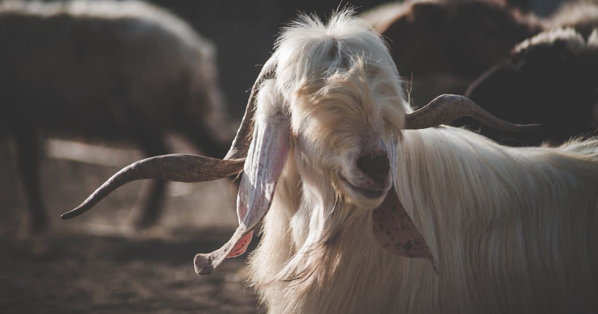 السوريون يستبدلون أضاحي العيد بالأكلات الشعبية "الدايت"