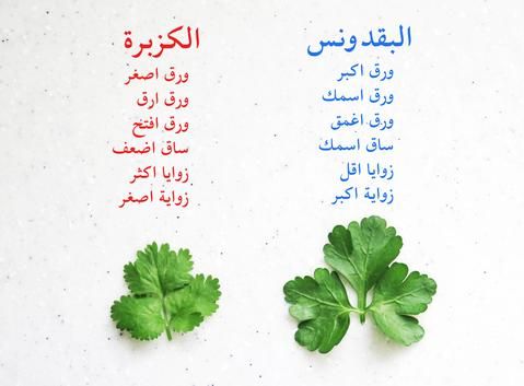 البقدونس فوائده السحرية والفرق بين البقدونس والكزبرة