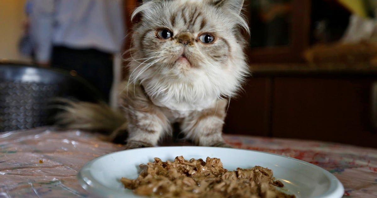 منها "خدش القطط".. 6 أمراض قد تلتقطها من الحيوانات