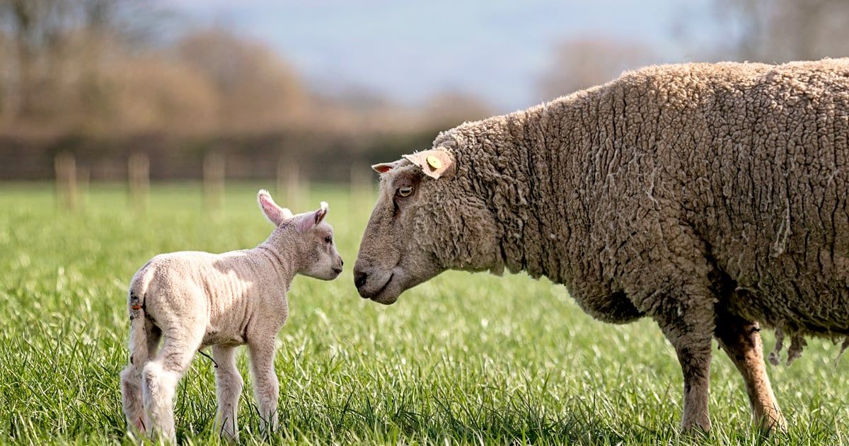 الجزائر.. بيع الأضاحي بالتقسيط للتغلب على ارتفاع الأسعار