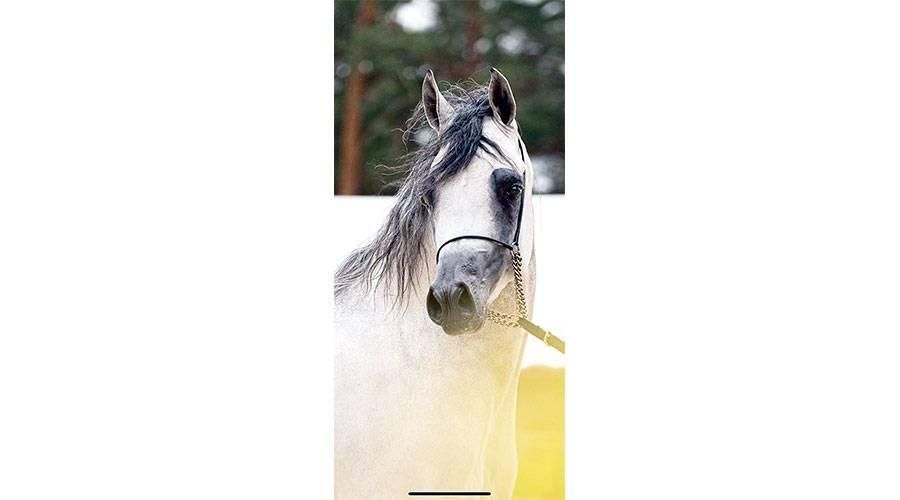 «العلياء» يهدي الإمارات المركز الأول في بطولة فرنسا للخيول