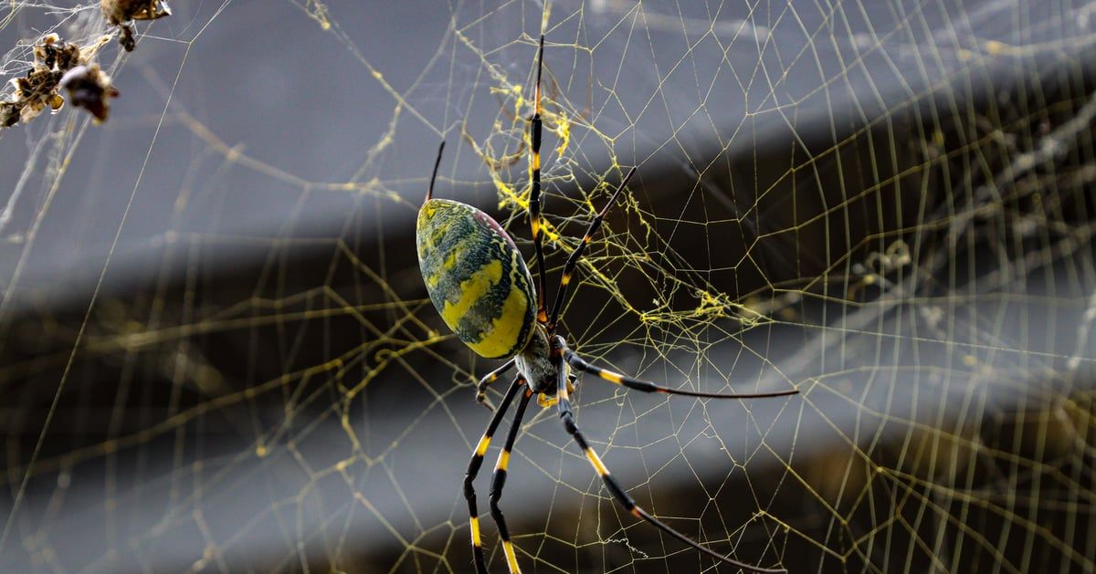 كابوس "عناكب جورو" تهدد الولايات المتحدة