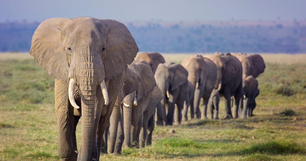 تماما كالبشر.. الأفيال تنادي بعضها باستخدام الأسماء