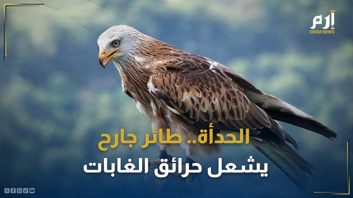 الحدأة.. طائر جارح ومتسبّب رئيس في إشعال الحرائق بالغابات