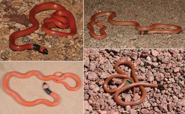 العلماء يكتشفون نوعًا جديدًا من الثعابين في السعودية (صورة)