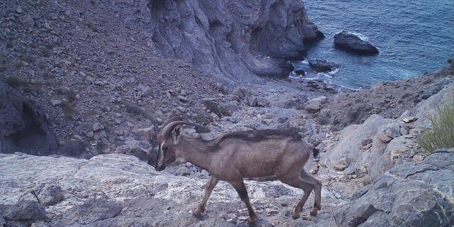 وعول عربية في عُمان تفاجئ الباحثين بمصدر المياه الذي تشربه