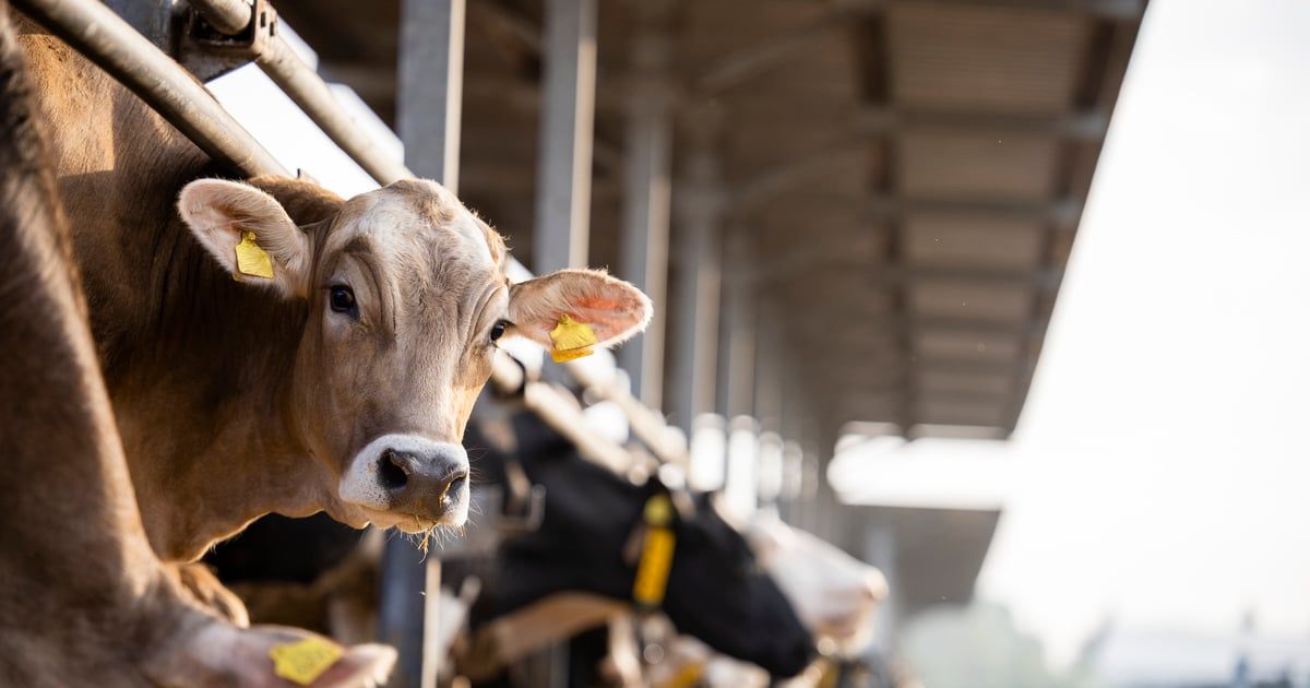 قبل ذبحها بعيد الأضحى.. جلسات مساج للأبقار في إندونيسيا (صور)