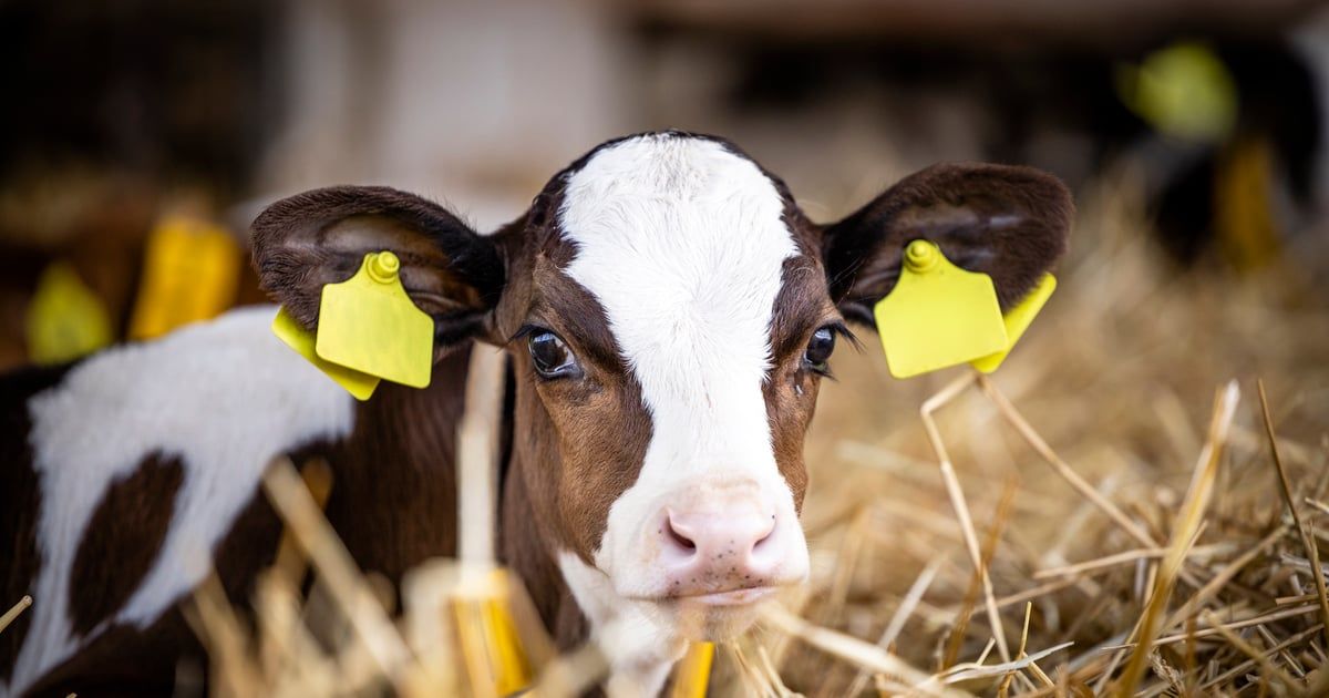 هروب أضحية في شوارع القاهرة يثير السخرية (فيديو)