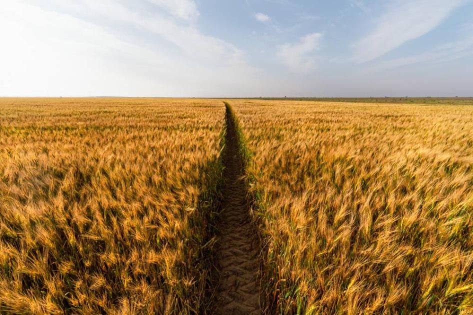 لبنان يشتري 63 ألف طن من القمح في مناقصة