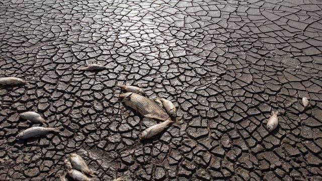 روائح كريهة وملوثات.. الجفاف يقتل آلاف الأسماك بالمكسيك (صور)