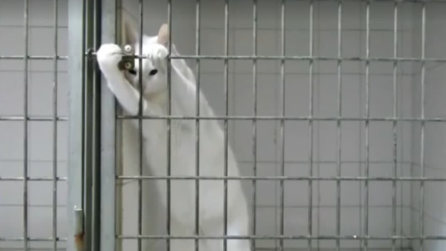 مسؤول بيئي سعودي يكشف... السجن لأي مواطن أو شخص يعذب الحيوانات في المملكة!! - موقع الخليج الان