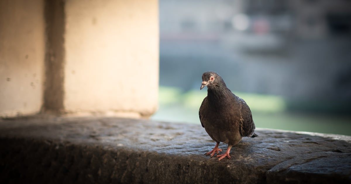 بعد استفتاء عام.. قرار بإبادة "حمام زاجل" في ولاية ألمانية