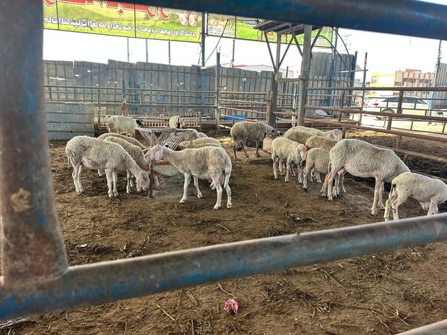 الغزيون بلا أضاحٍ مع حلول العيد