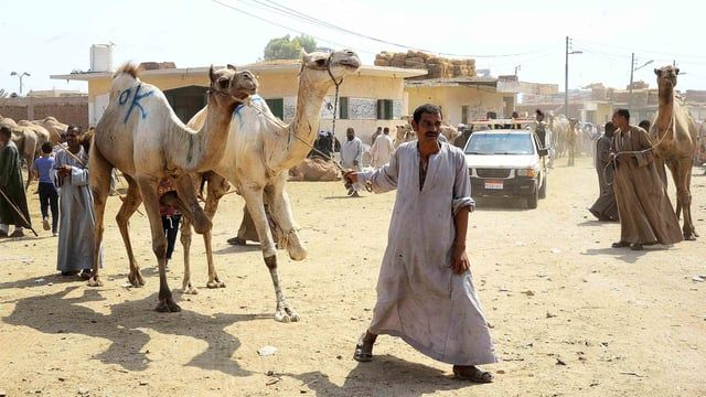أضاحي "برقاش" في مصر.. أقدم مزاد جمال وقبلة للباحثين عنها
