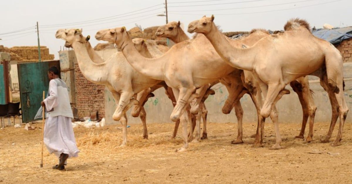 أضاحي "برقاش" في مصر.. أقدم مزاد جمال وقبلة للباحثين عنها