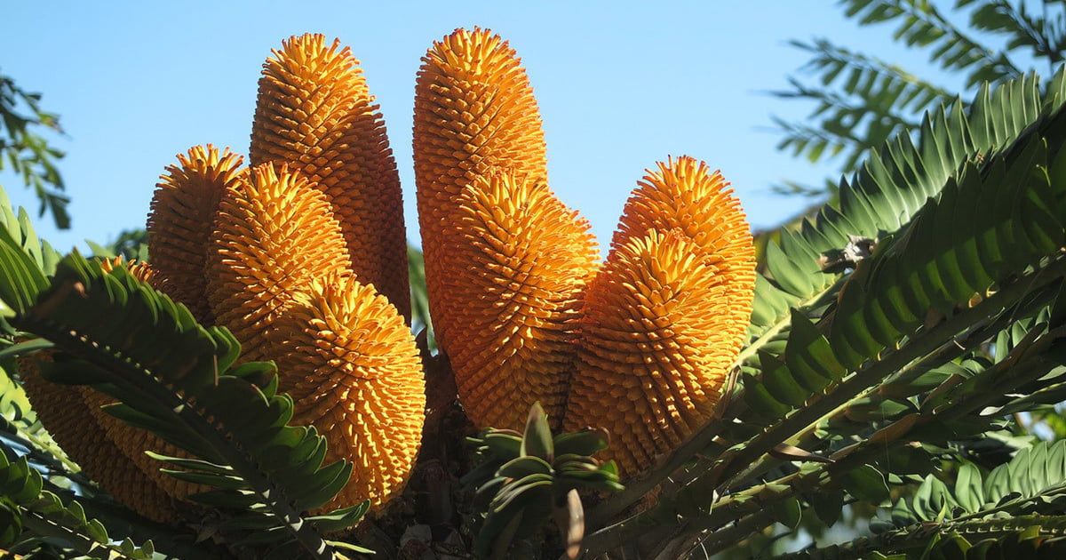 نبات يواجه أزمة "جنسية".. فهل ينقرض قريبًا؟