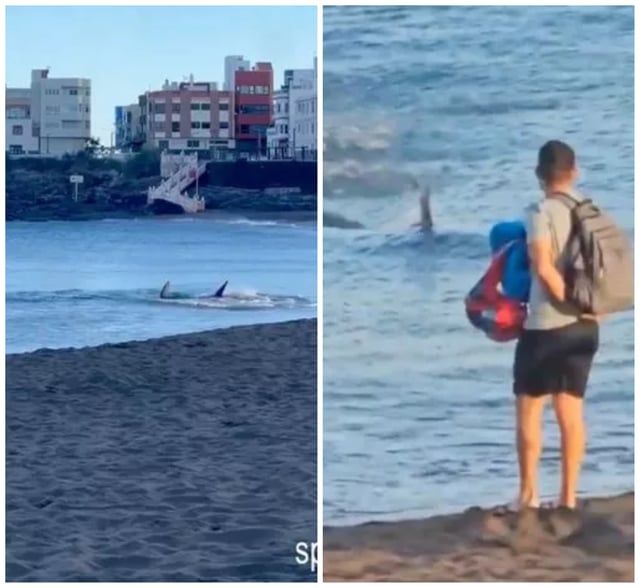 إغلاق شاطئ شهير في إسبانيا بعد هجوم سمكة قرش ضخمة (صور)