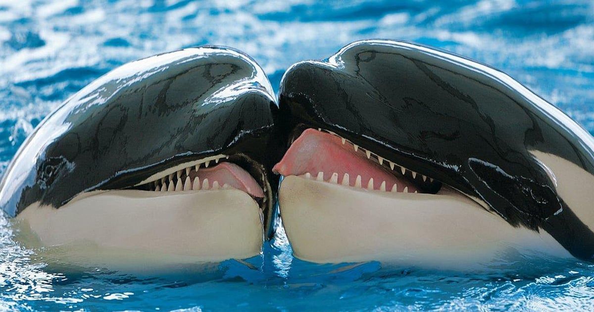 بعد تداول فيديو "الحوت القاتل".. السلطات المصرية تكشف الحقيقة