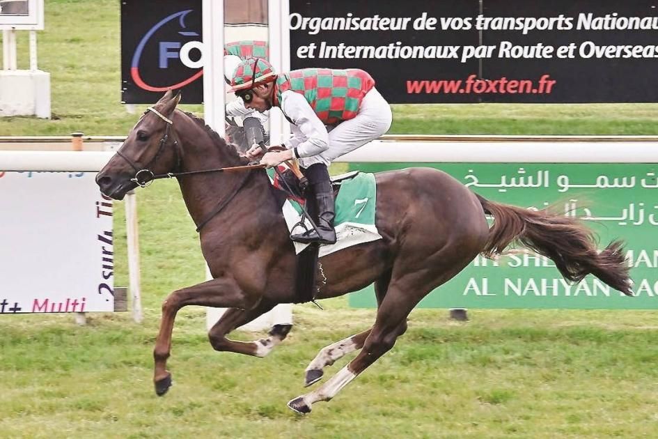 «مراد ياس» بطل ديربي الخيول العربية