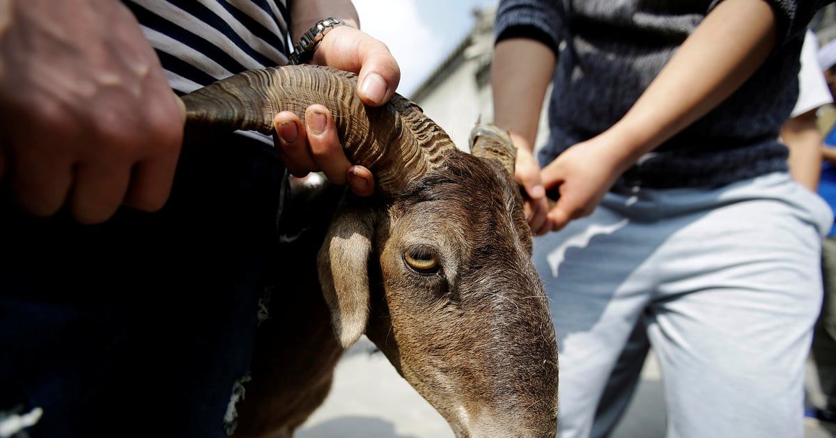 دولة تسجل 16 ألف إصابة أثناء ذبح الأضاحي