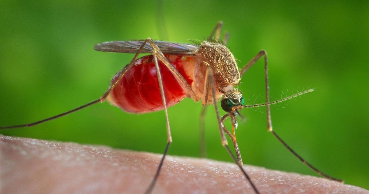 حمى "غرب النيل" تضرب تل أبيب