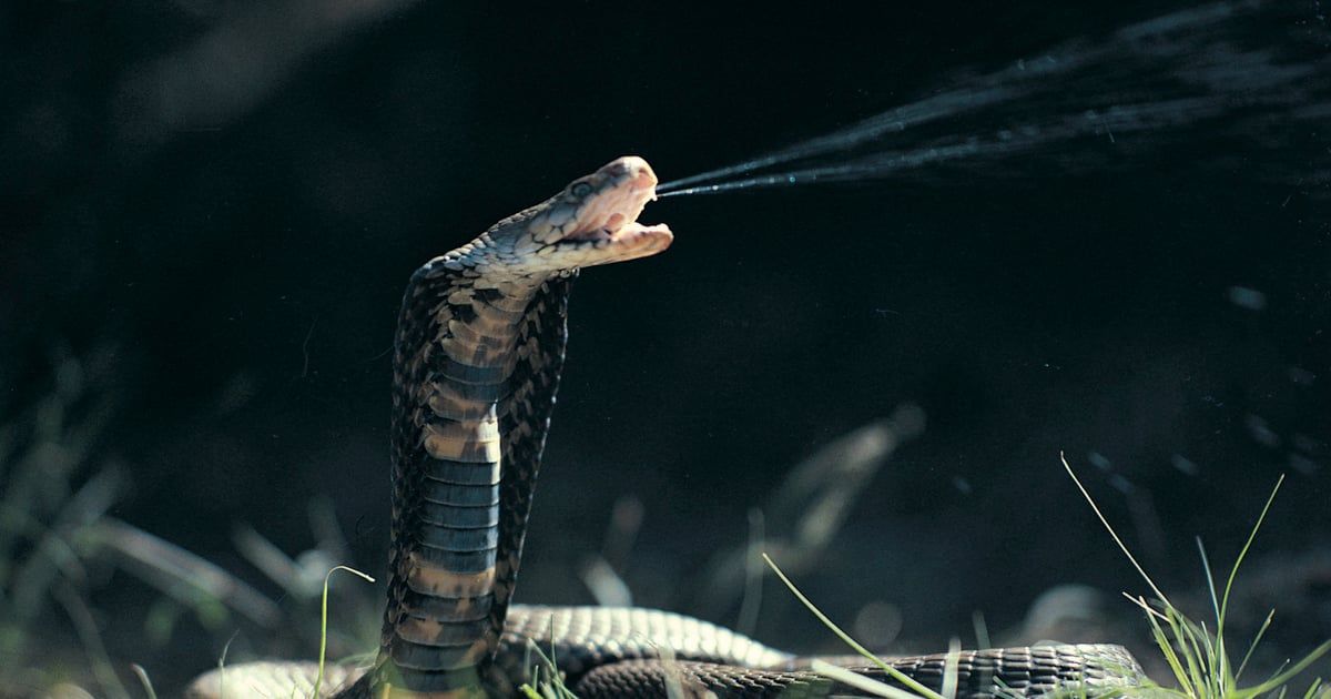 امرأة تتلقى ثعبانًا مع طرد أمازون (فيديو)