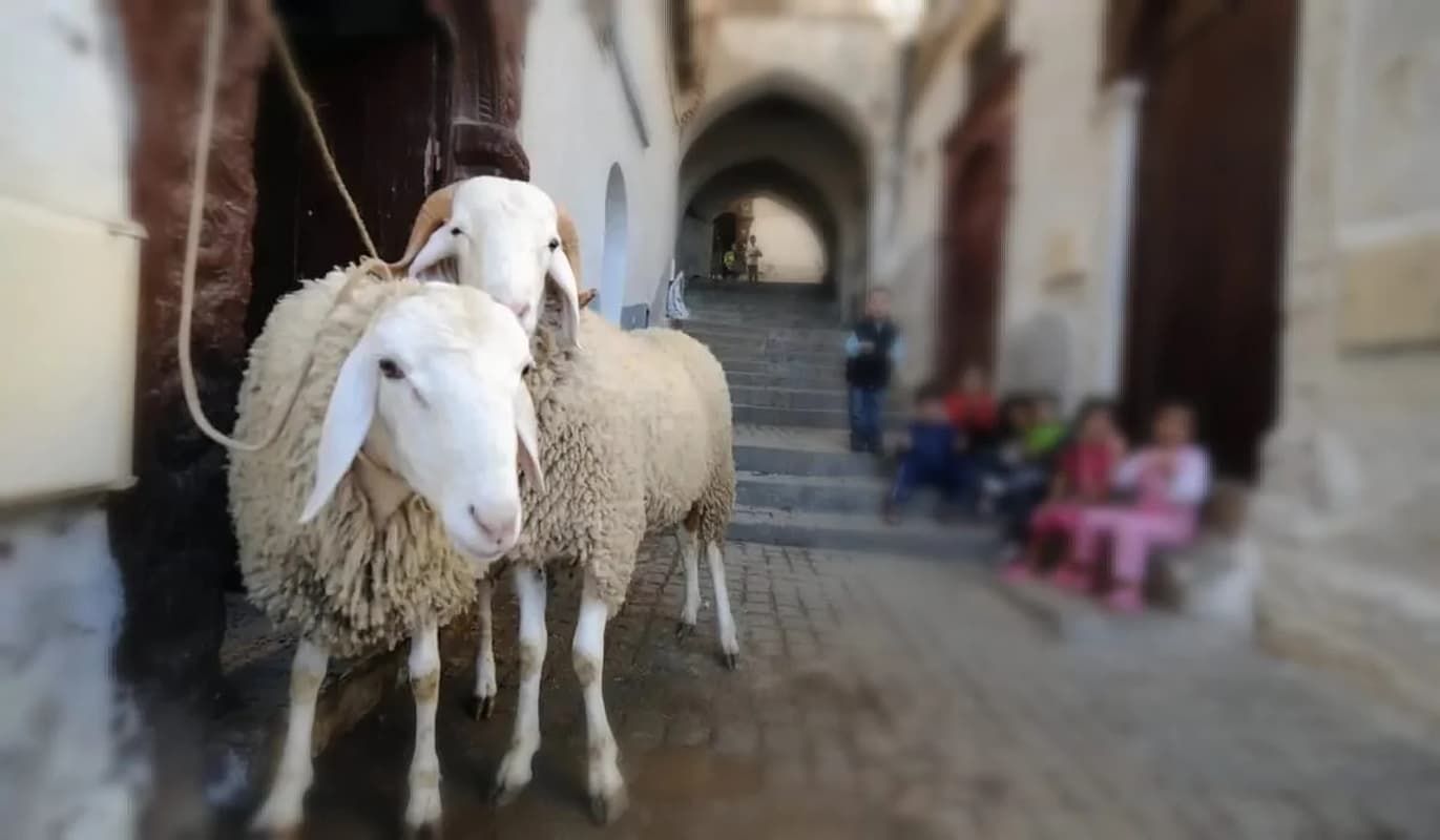 مواطن يهدي جيرانه اللحوم صباح يوم العيد وتعود له اللحوم وعندما بحث في الأمر كانت الصدمة!!! - موقع الخليج الان