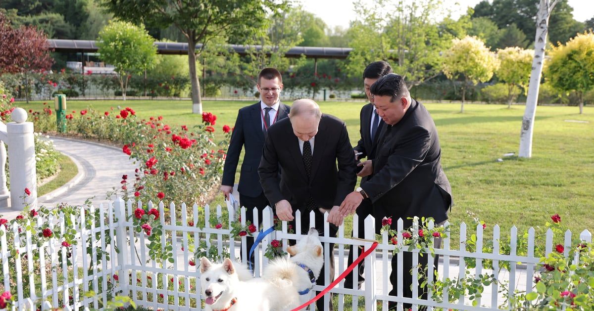 كيم يهدي بوتين زوجاً من كلاب الصيد "بونجسان"