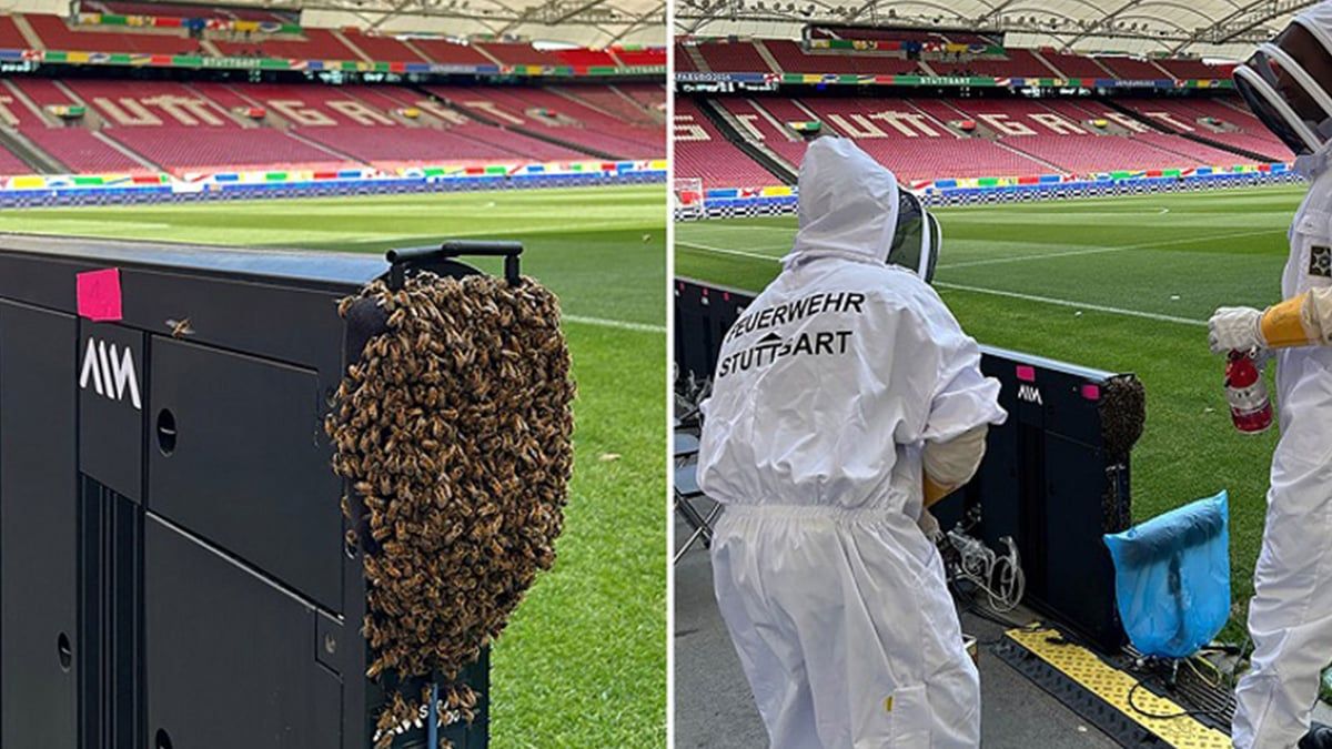 سرب عملاق من النحل يغزو أحد ملاعب "يورو 2024" (صور)