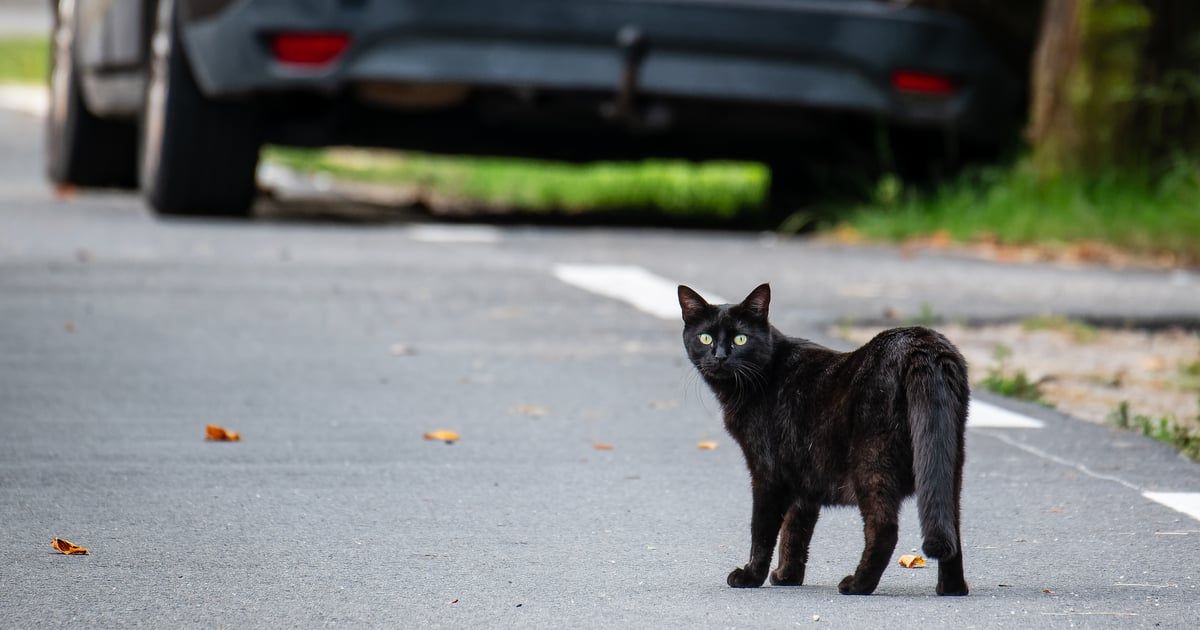"قط خطير" يثير الذعر في بلدة جزائرية