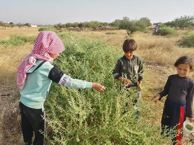 القبار.. ثمار نادرة تصبح مصدر دخل للسوريين‎ (صور)