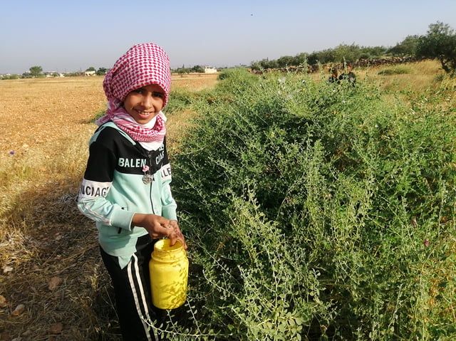 القبار.. ثمار نادرة تصبح مصدر دخل للسوريين‎ (صور)